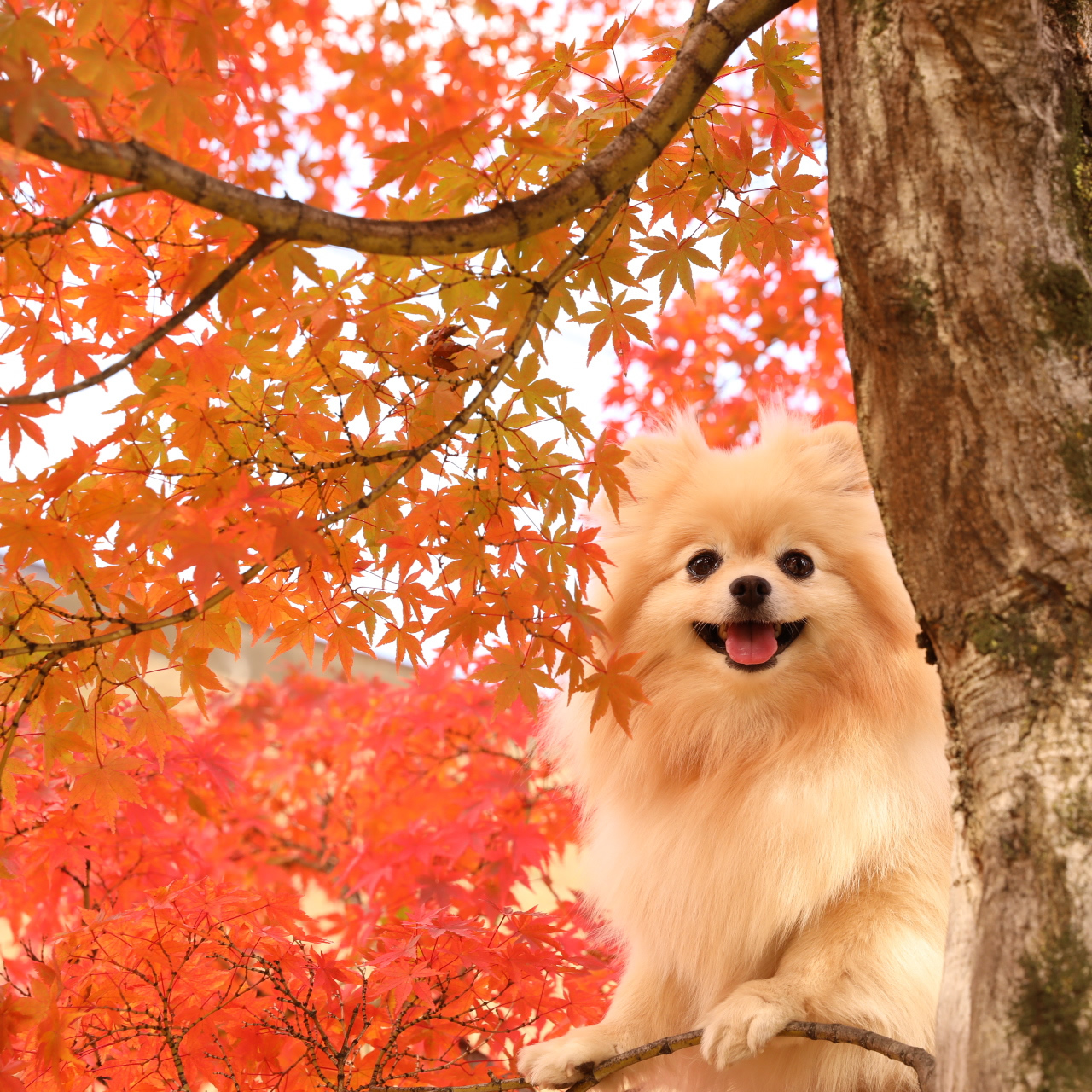 紅葉の中からこんにちは！