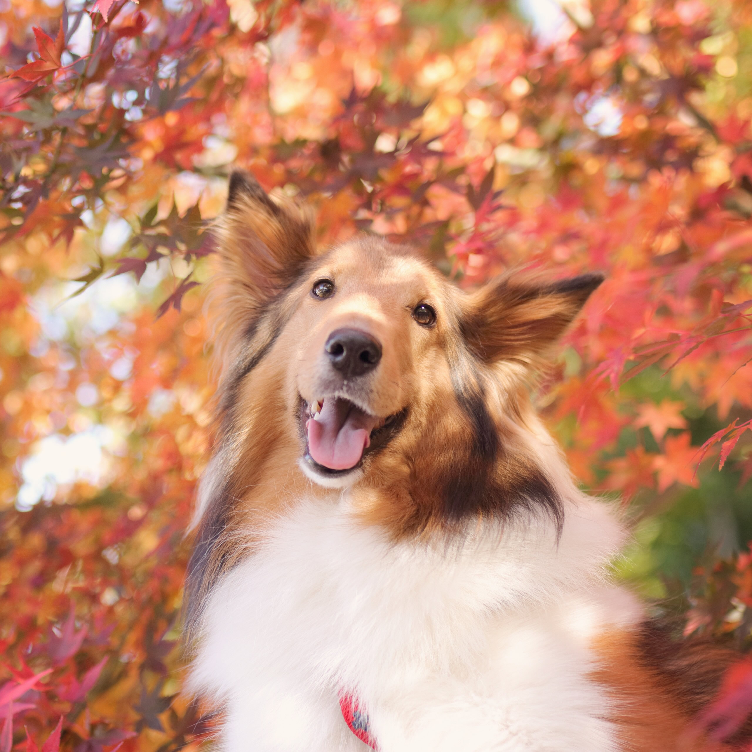 紅葉色の木漏れ日に照らされて