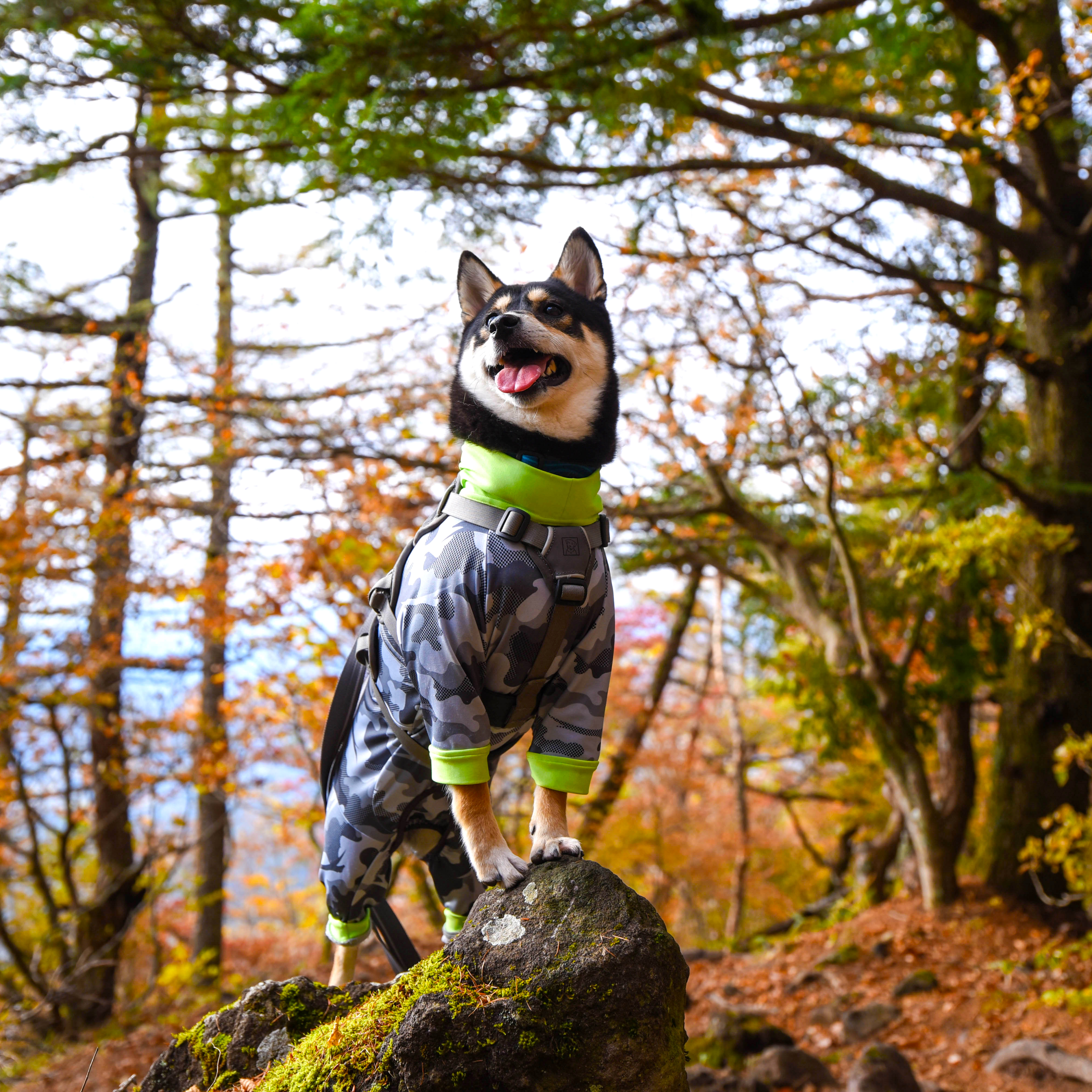 秋の山