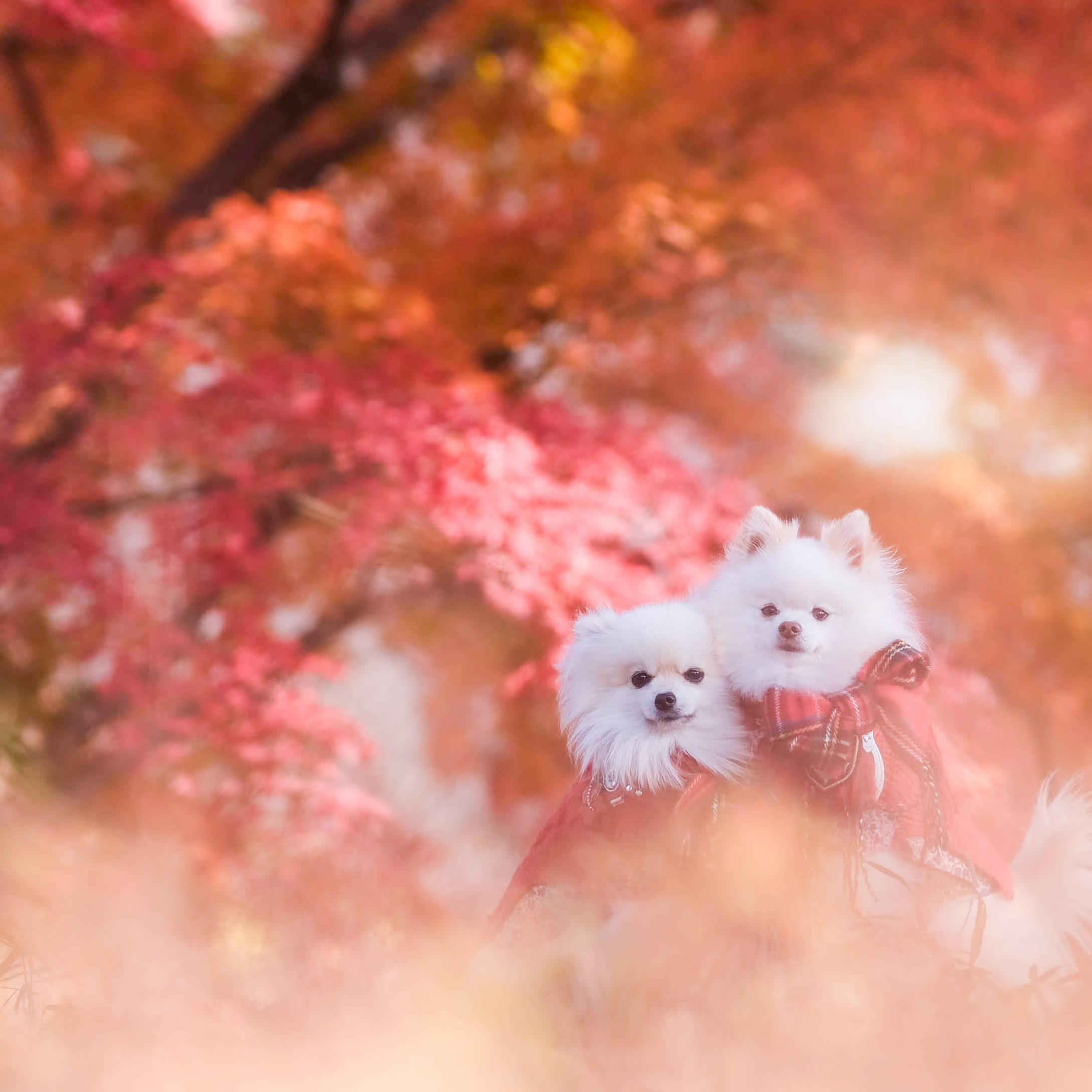 ふわふわ紅葉の雲にのって