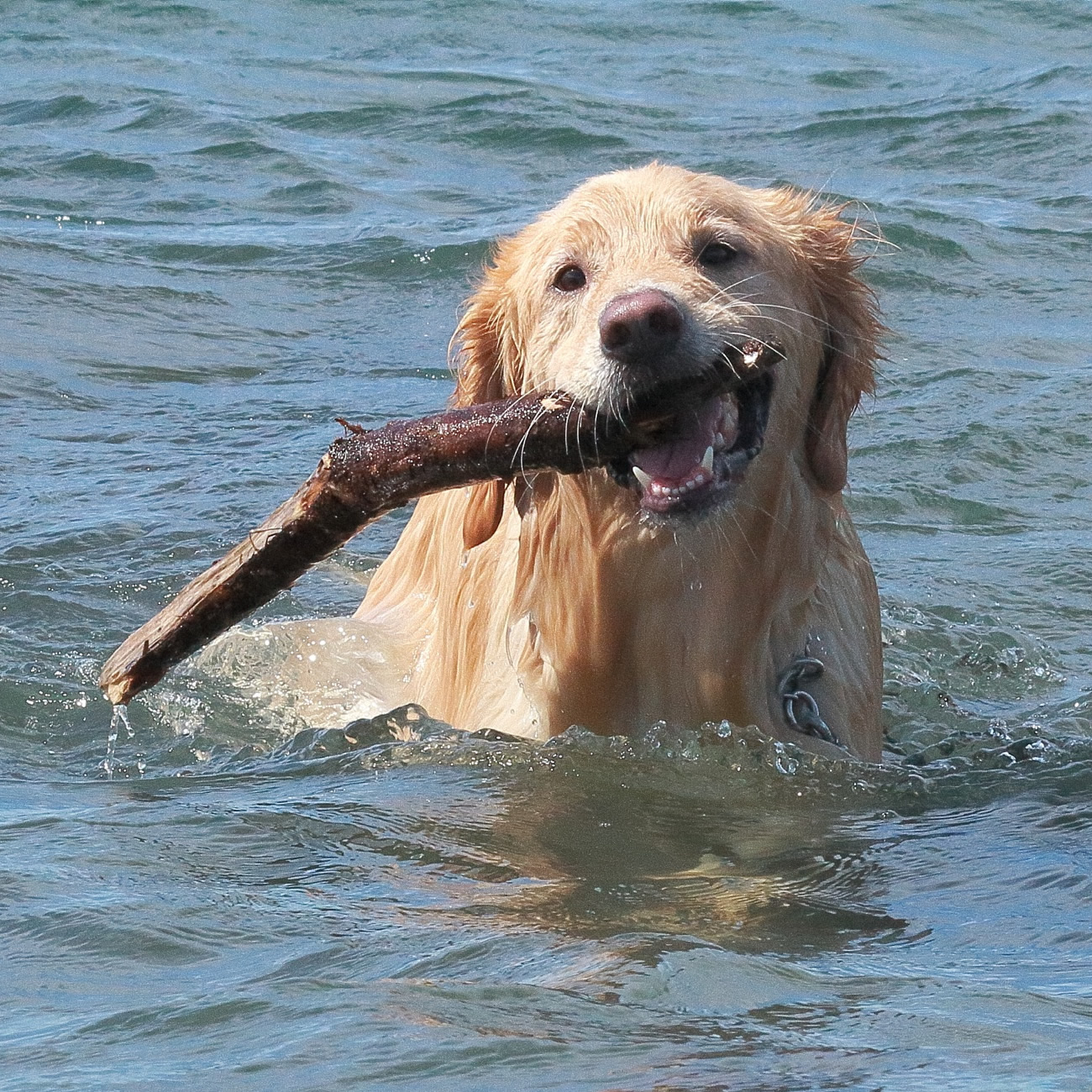 夏は海だぜ～～