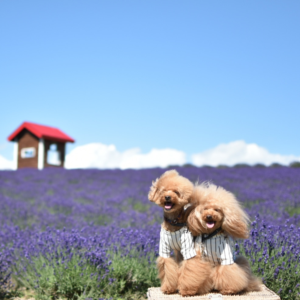 北海道の夏