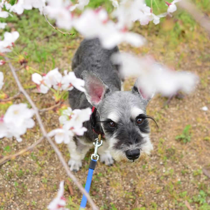 ぼんぼり桜