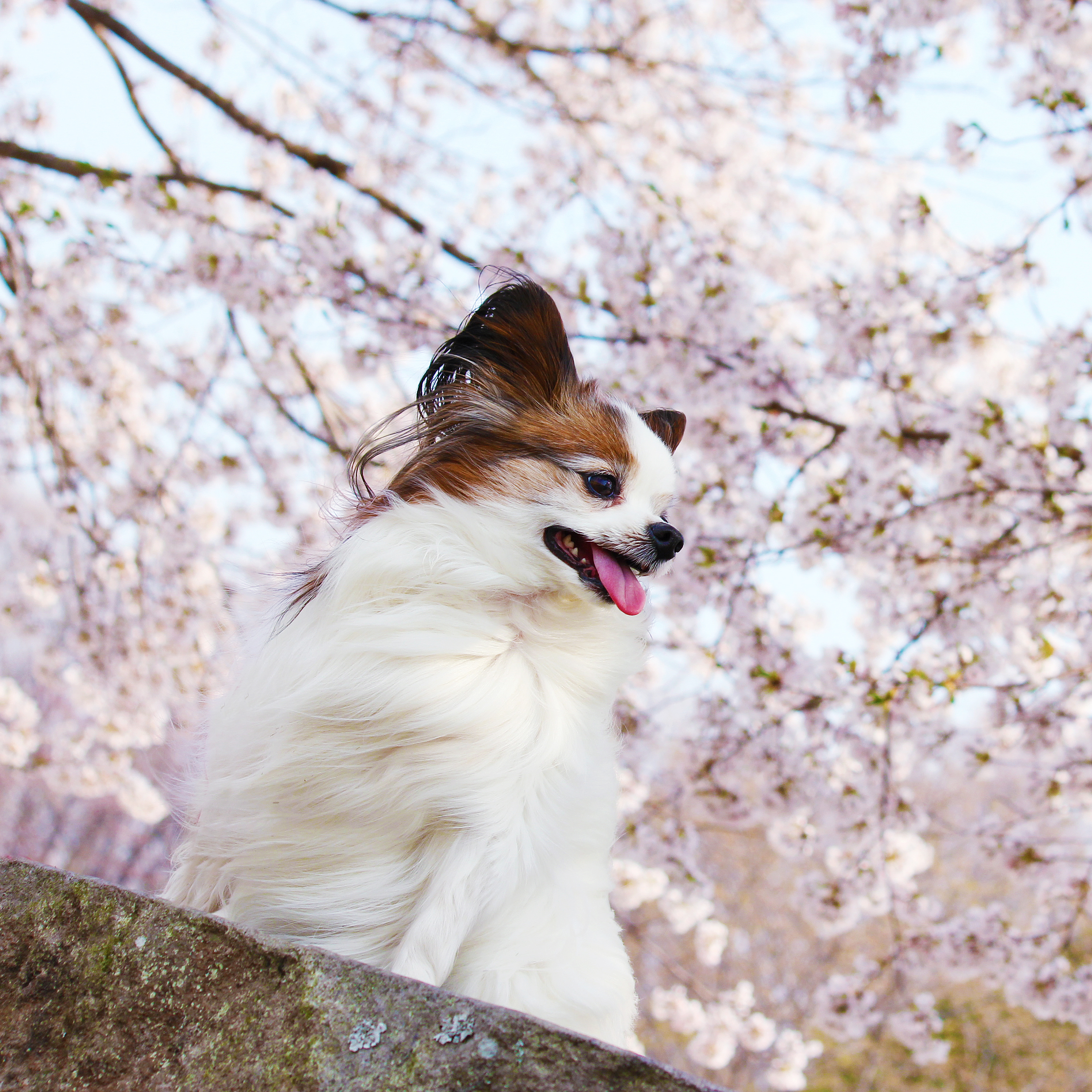 お花見