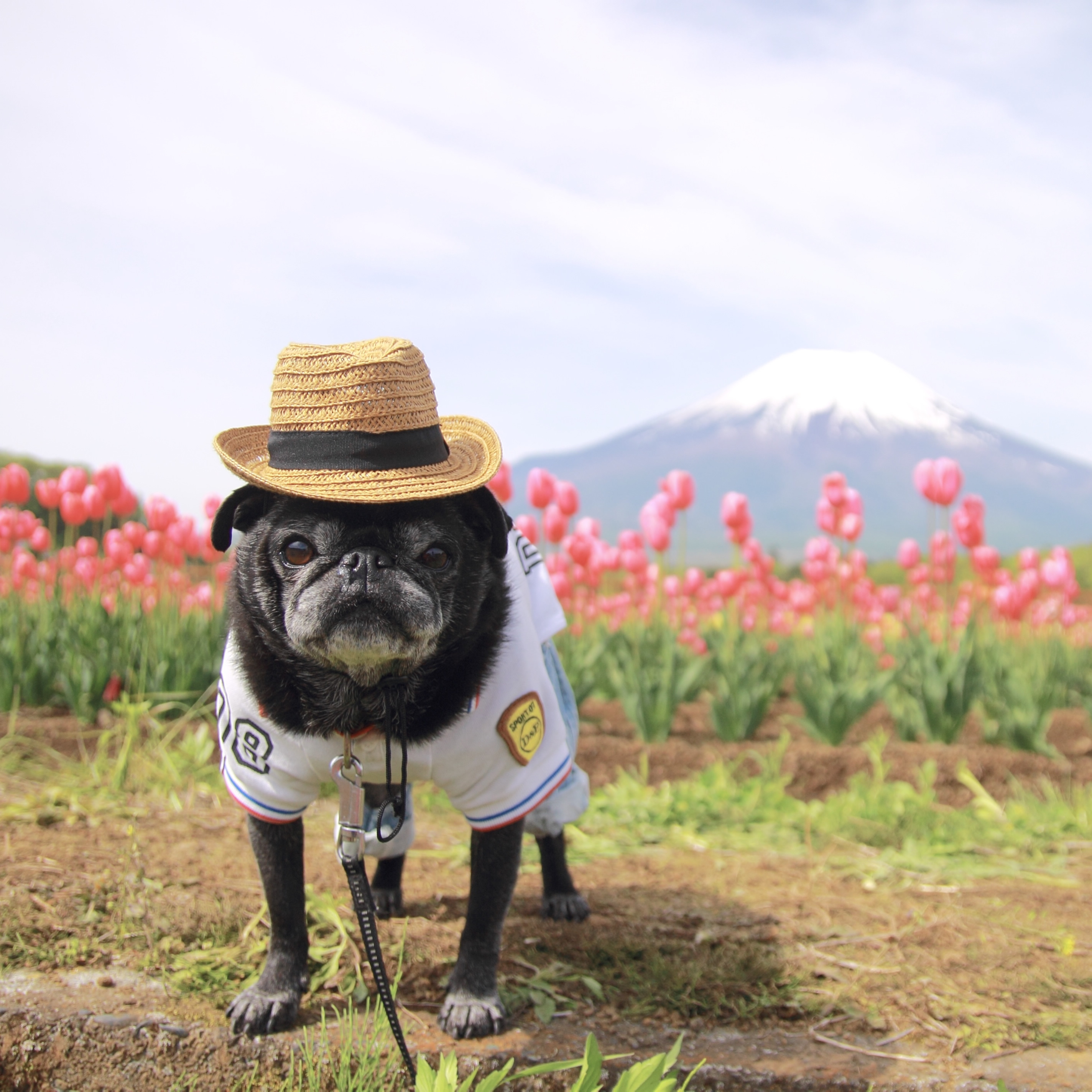 富士山とチューリップ