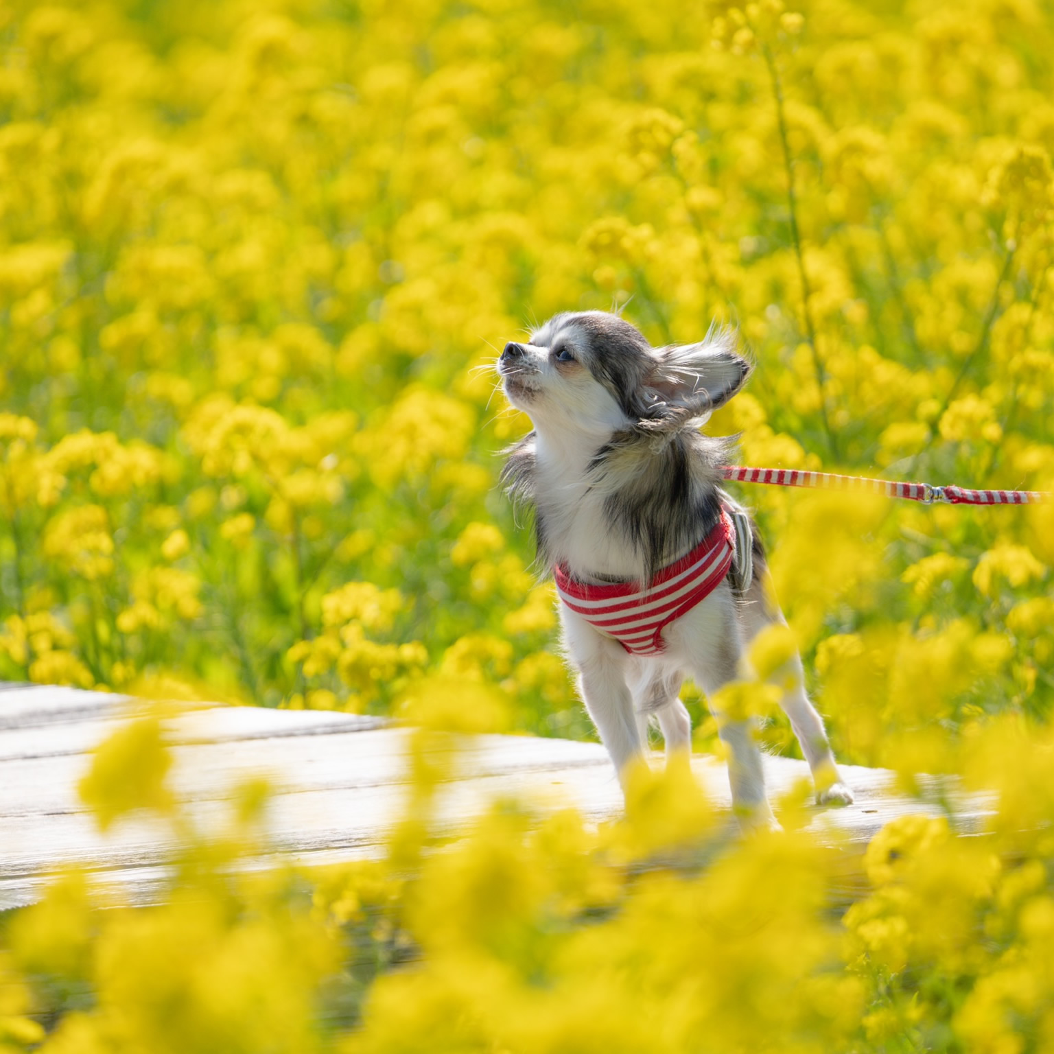 春の香り