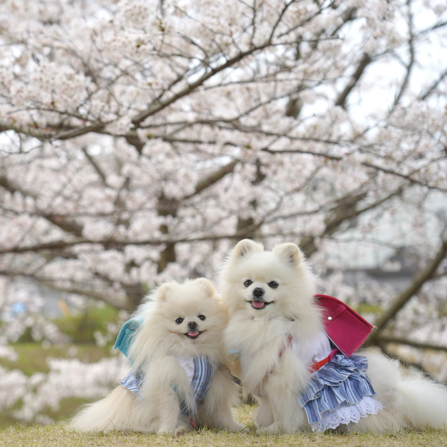 春の入学式