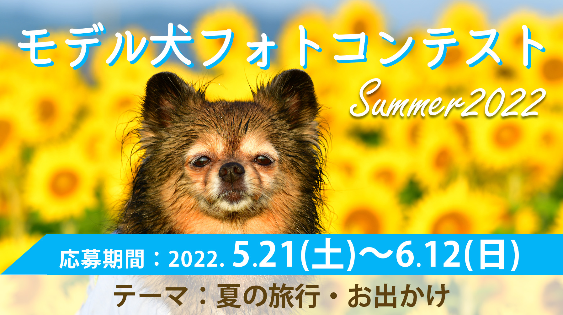 イヌトミィ モデル犬フォトコンテスト Summer 2022