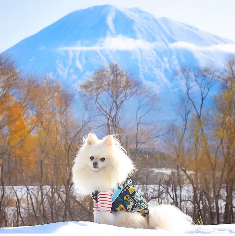 山も雪化粧。