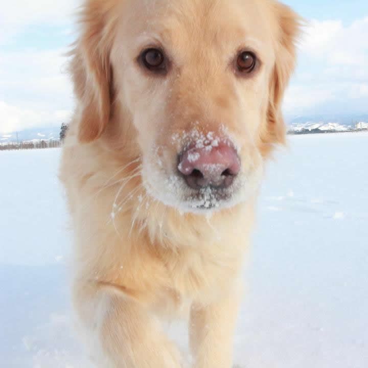 冬は雪遊びが1番だとおもー！