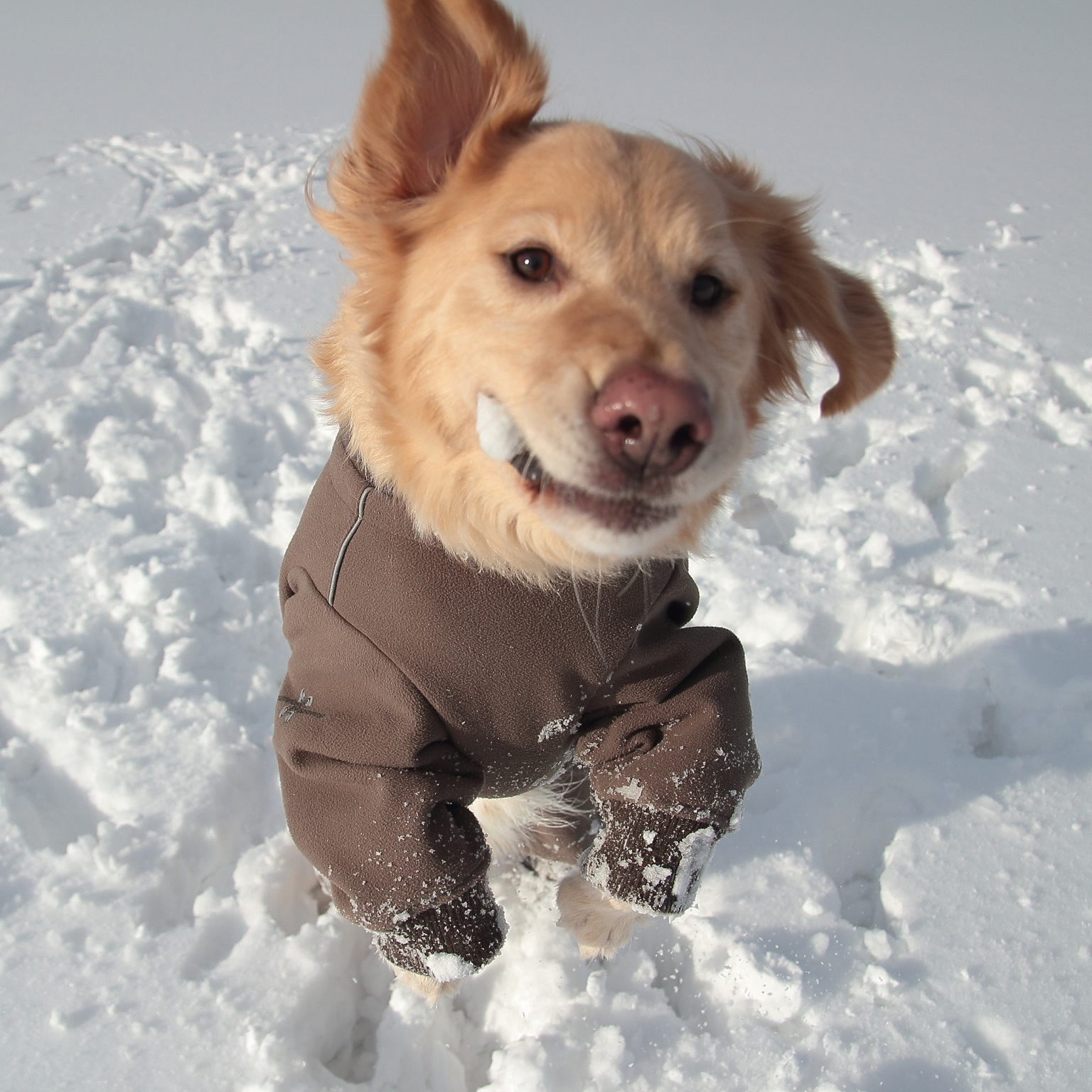 雪は最高だ～～ヽ(●＾▽＾●)ﾉ