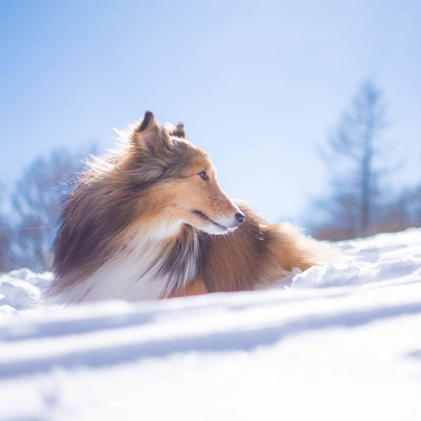 大雪！