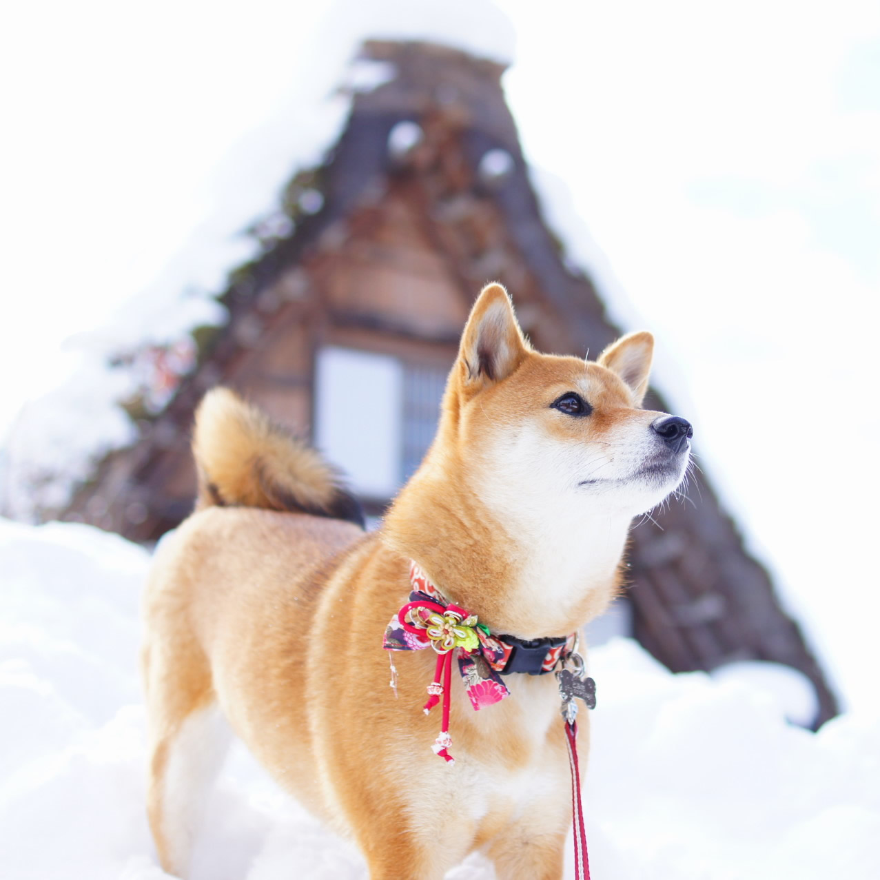 日本の冬