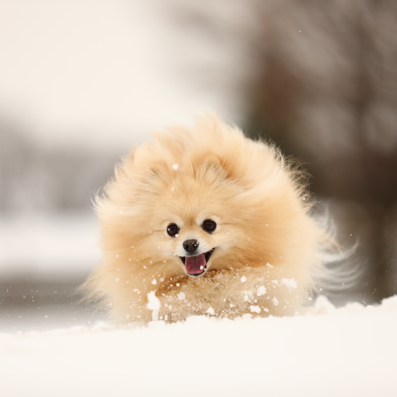 雪だ！