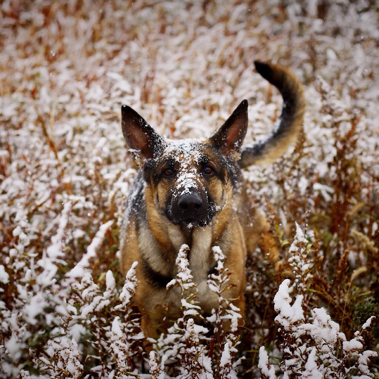 Snow monster