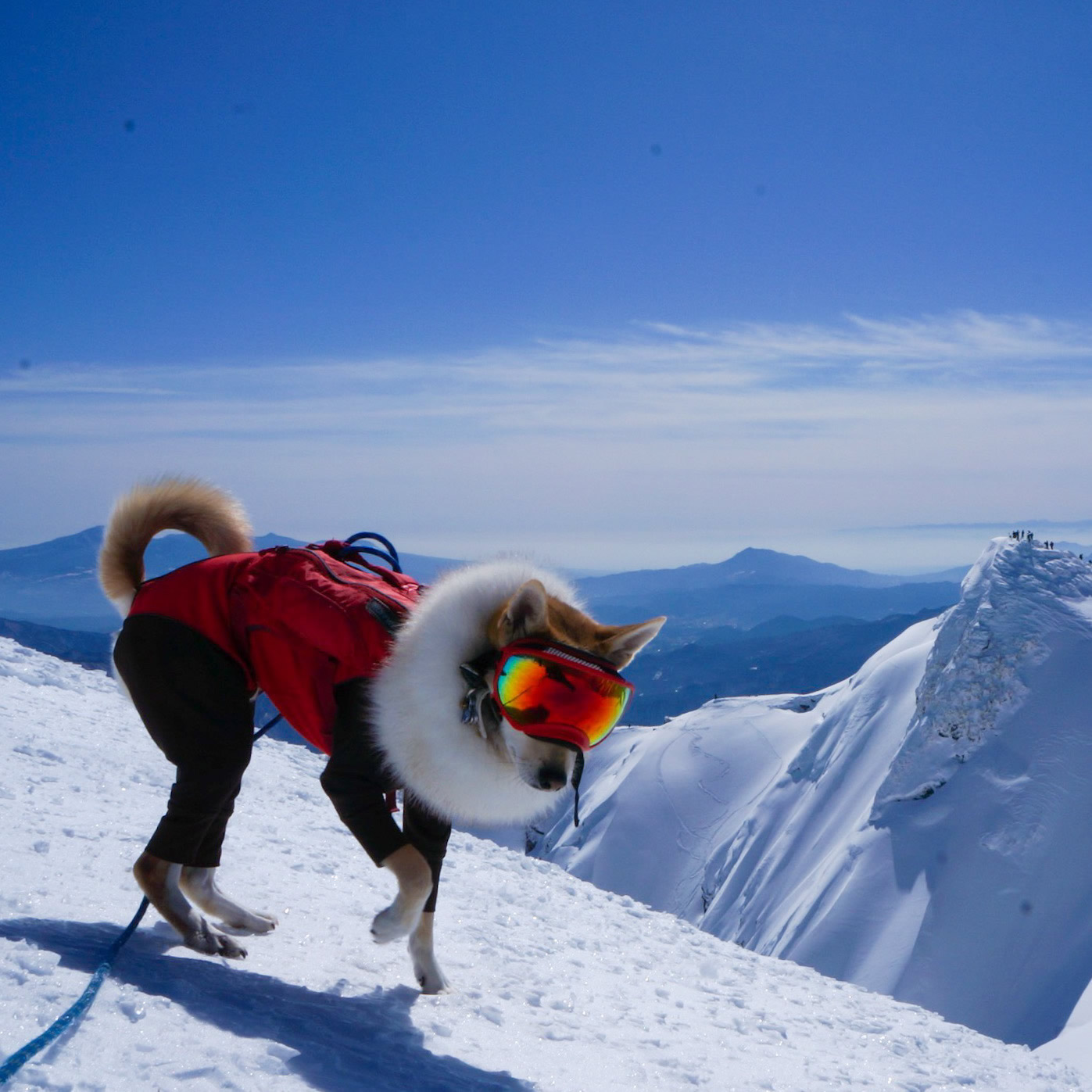 登山犬