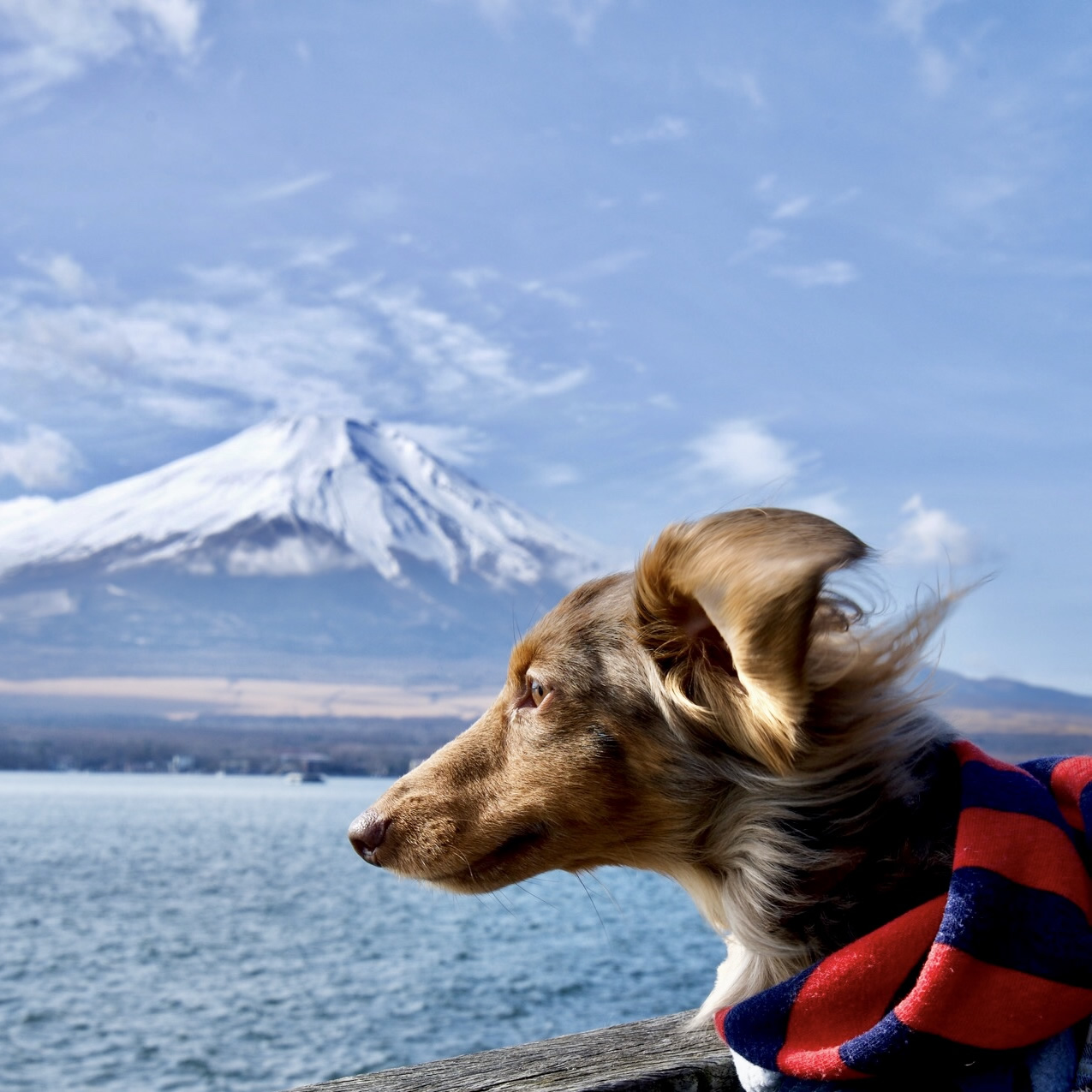 山中湖からの冬富士