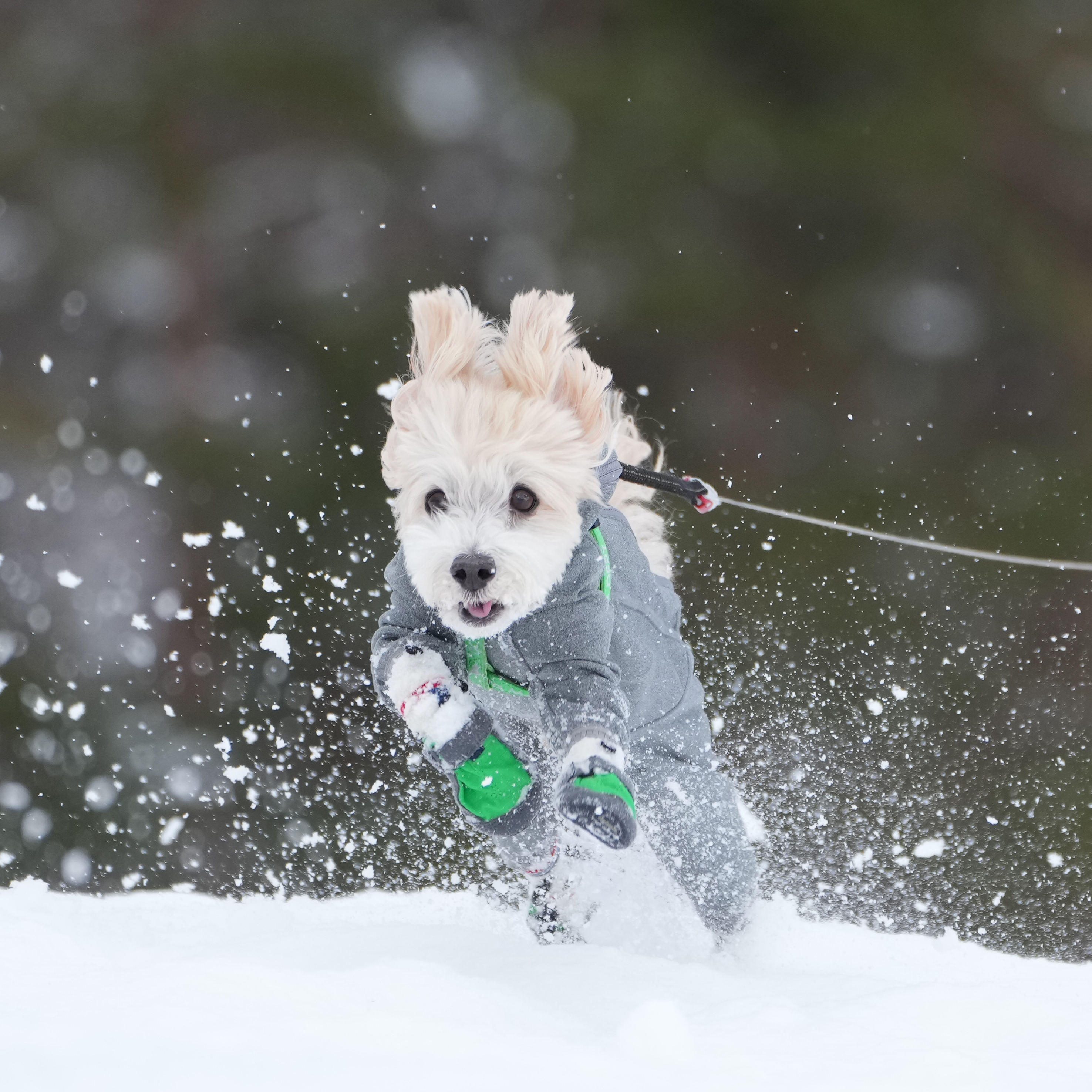 雪原を翔る