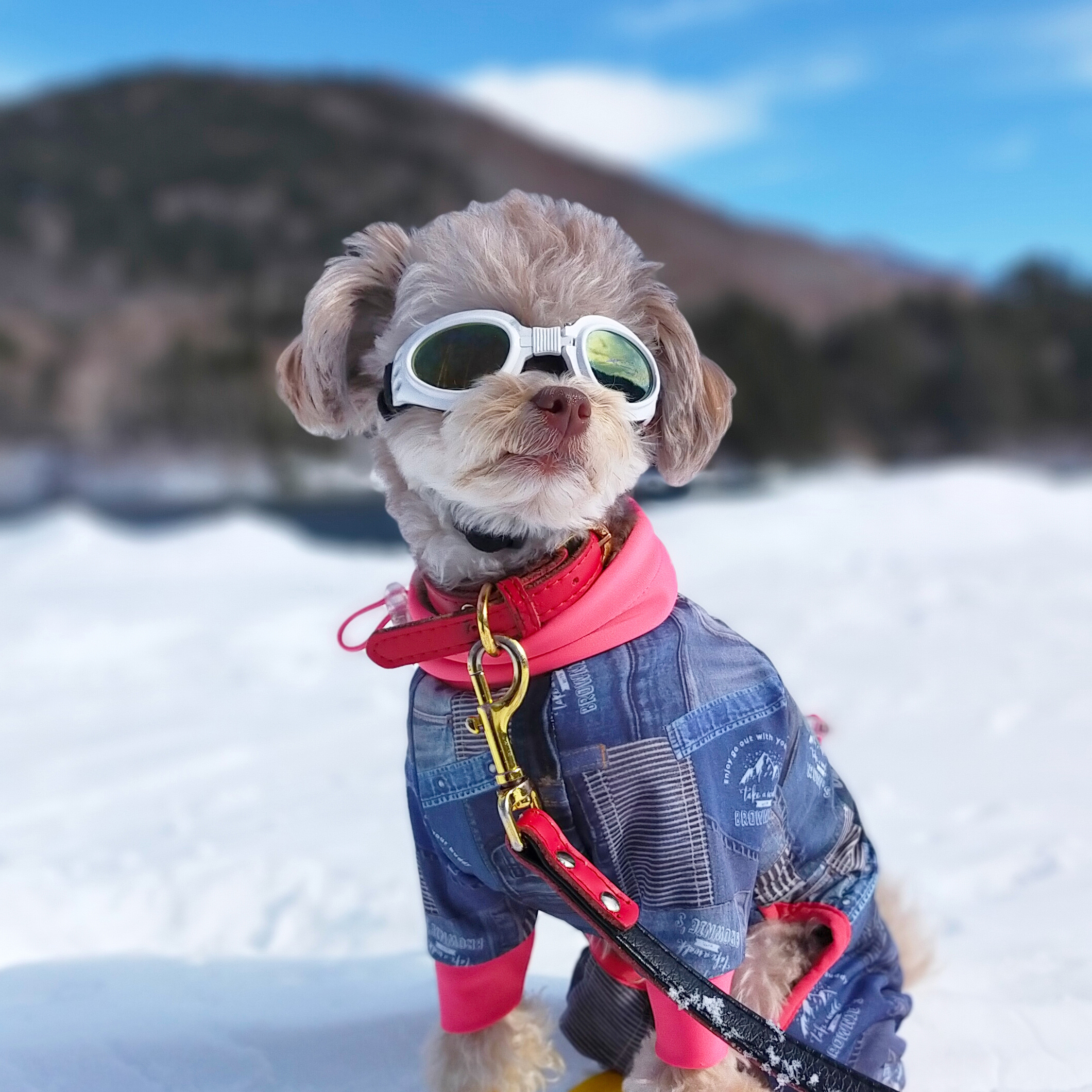 空の青と雪の白とぼくのゴーグル