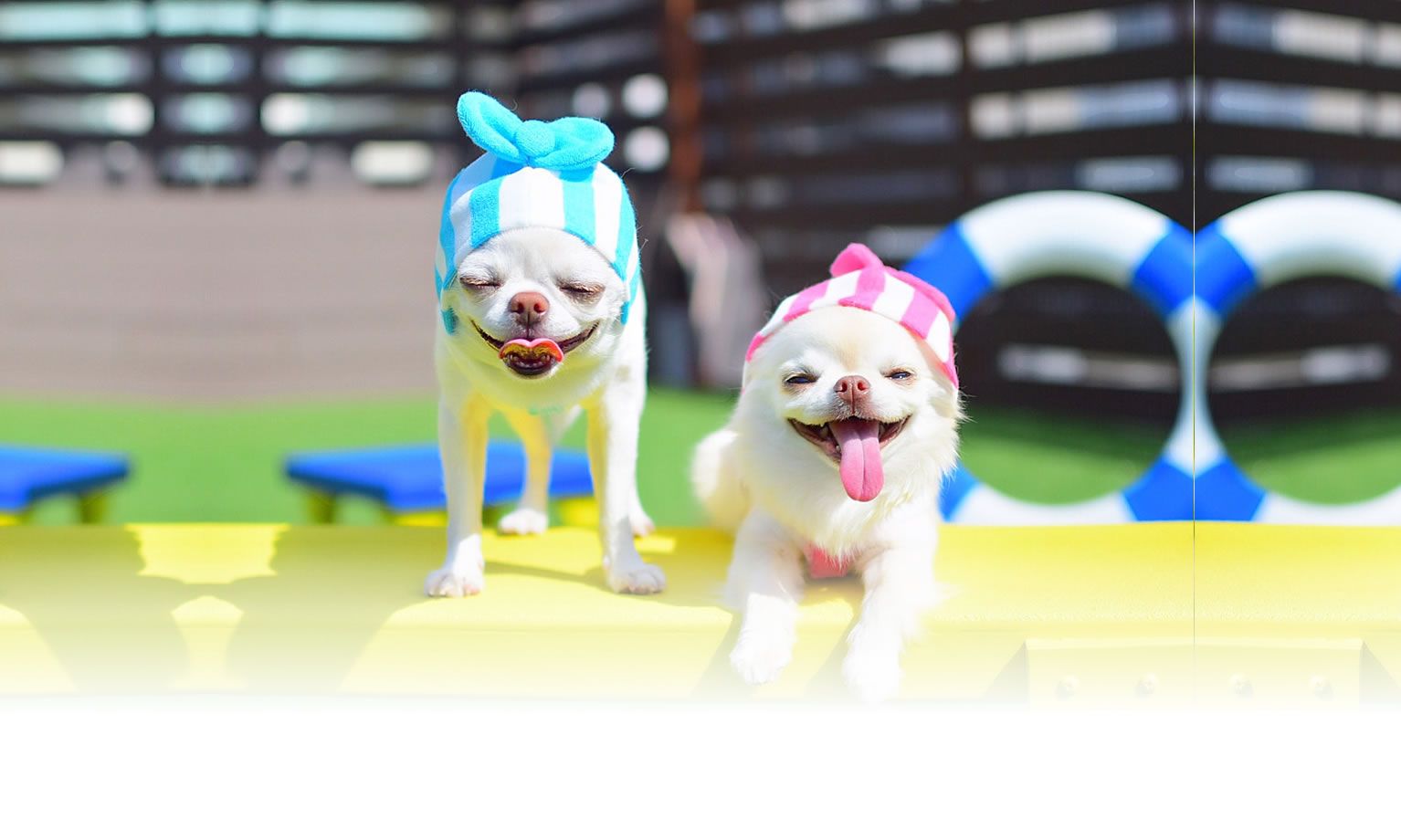 秋の愛犬との旅行 画像 3