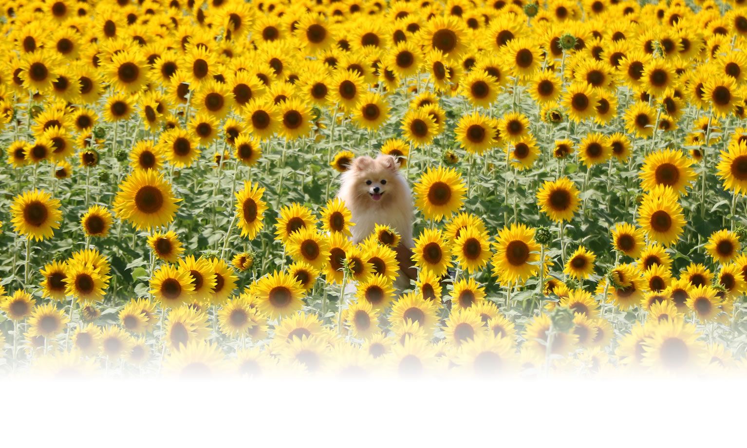 秋の愛犬との旅行 画像 3