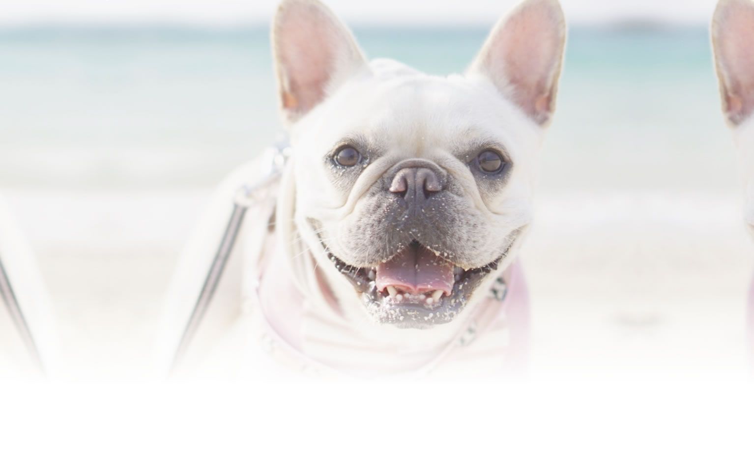 秋の愛犬との旅行 画像 5