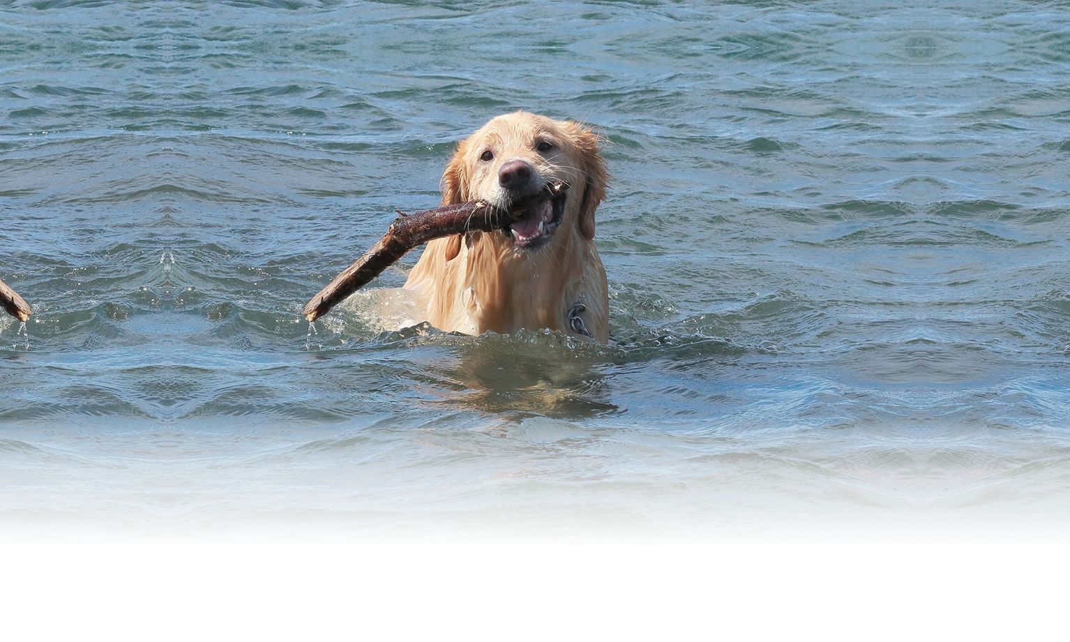 秋の愛犬との旅行 画像 4