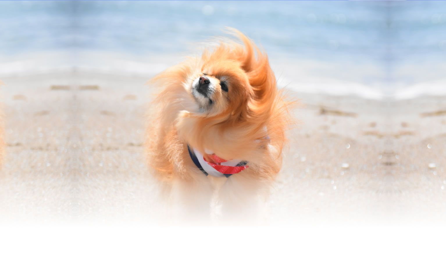 秋の愛犬との旅行 画像 3