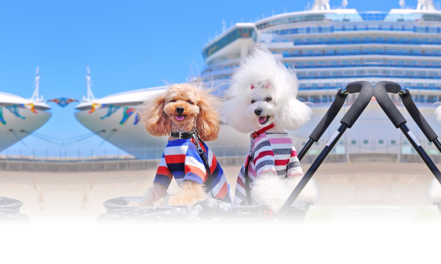 秋の愛犬との旅行 画像 3
