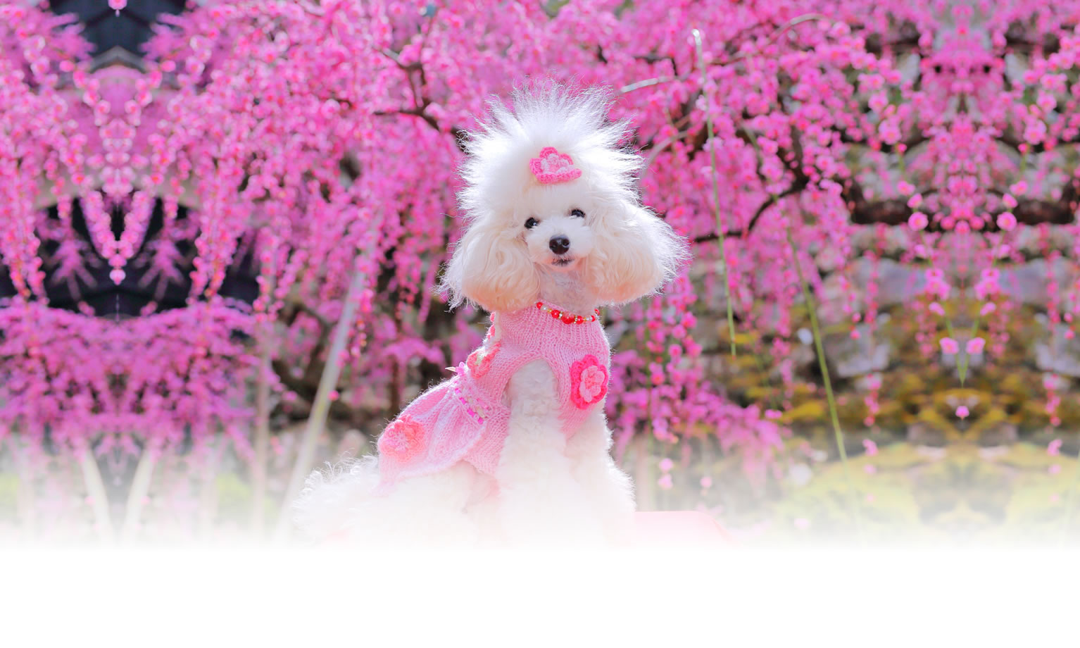 秋の愛犬との旅行 画像 3
