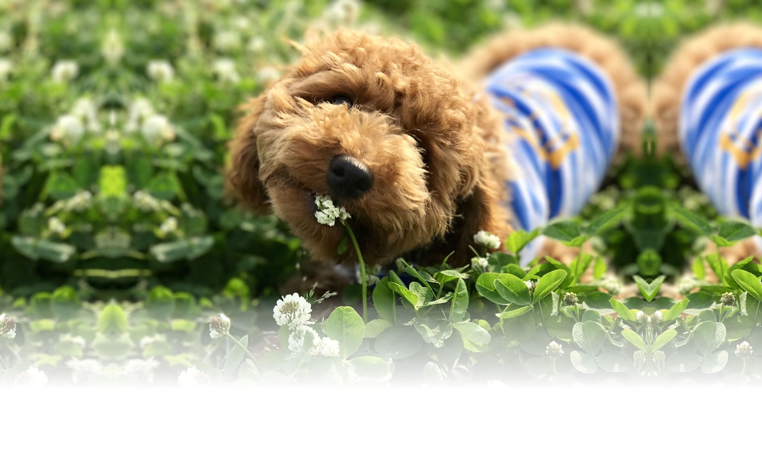 秋の愛犬との旅行 画像 3