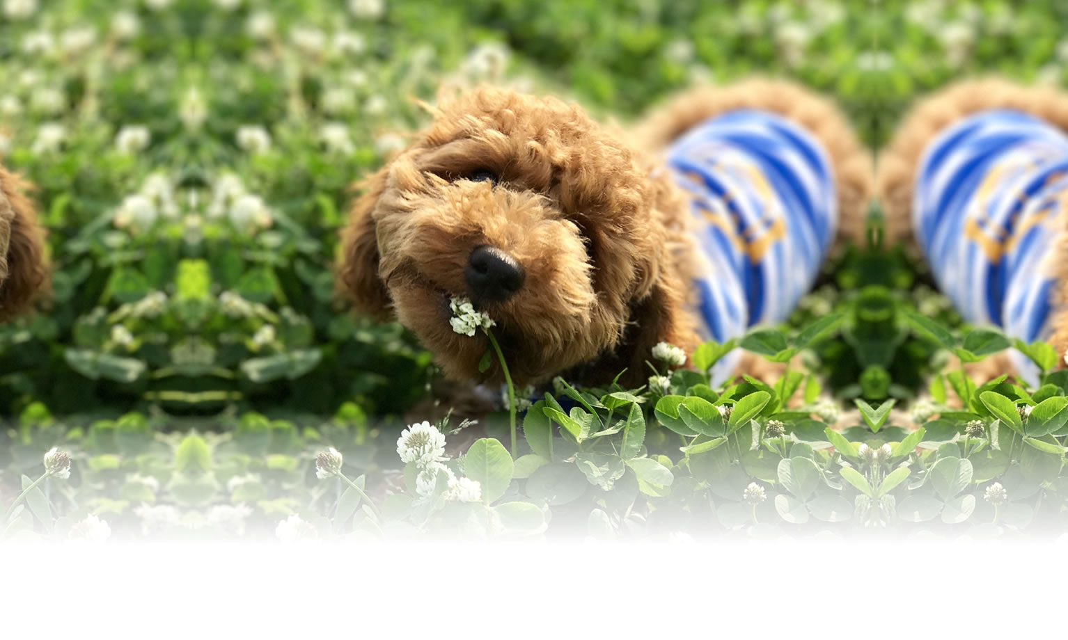 秋の愛犬との旅行 画像 3