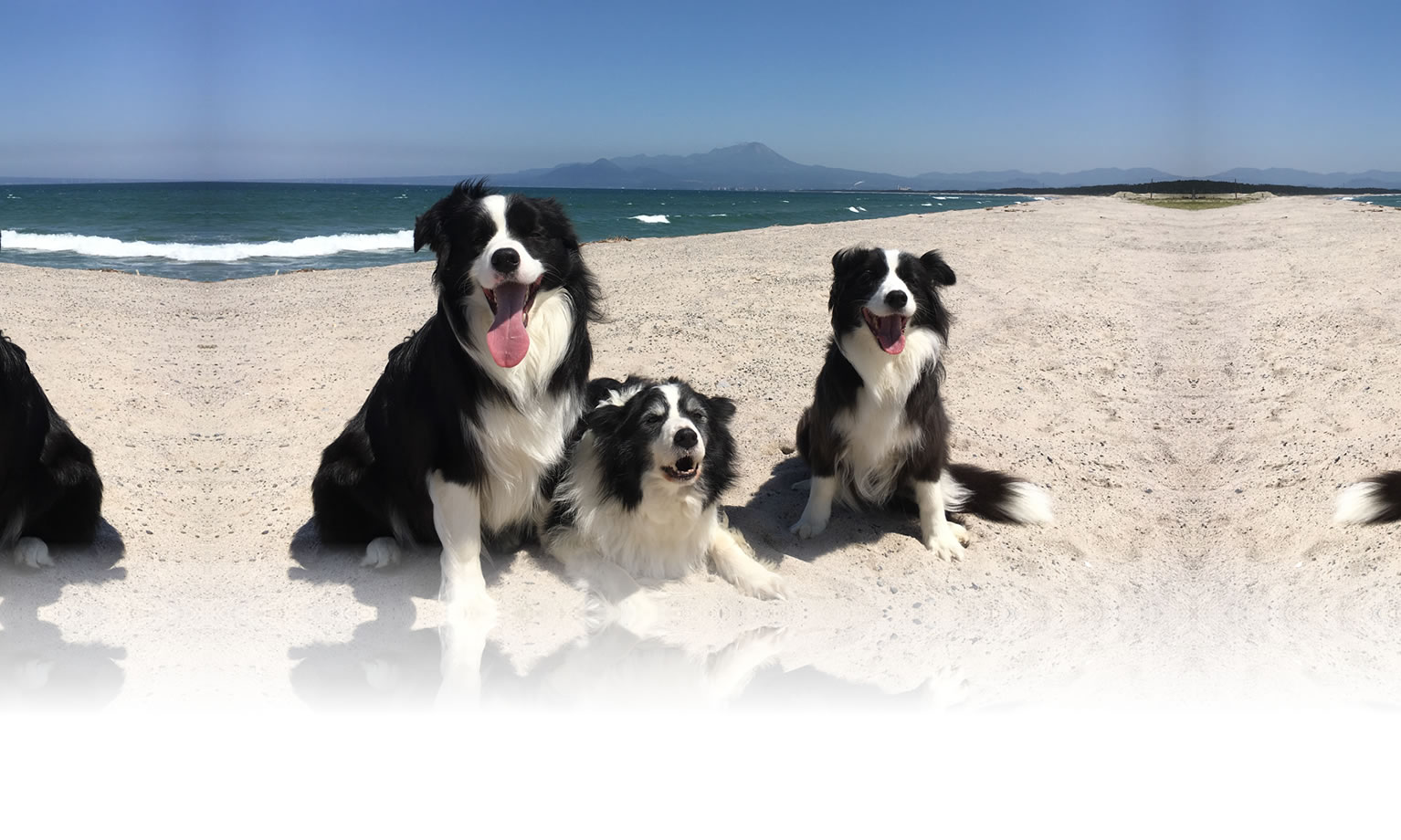 秋の愛犬との旅行 画像 3