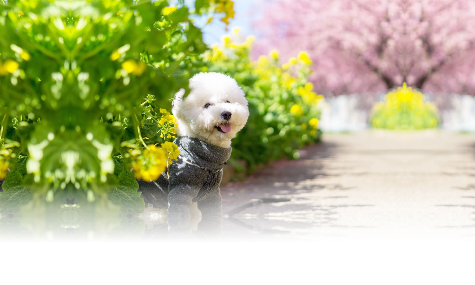 秋の愛犬との旅行 画像 3