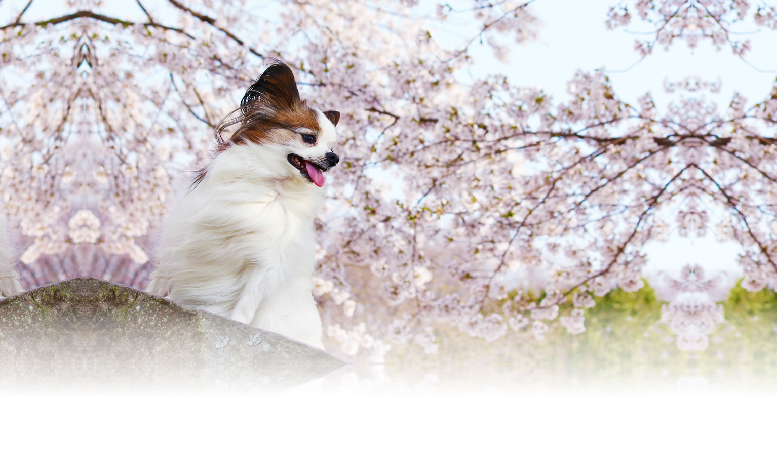 秋の愛犬との旅行 画像 3