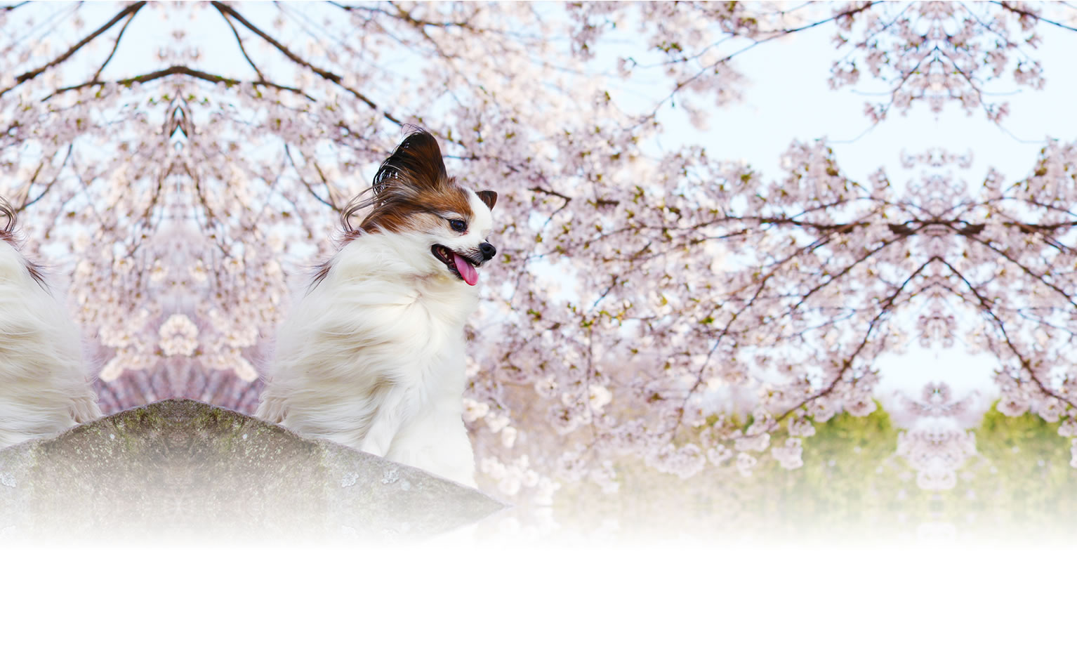秋の愛犬との旅行 画像 3