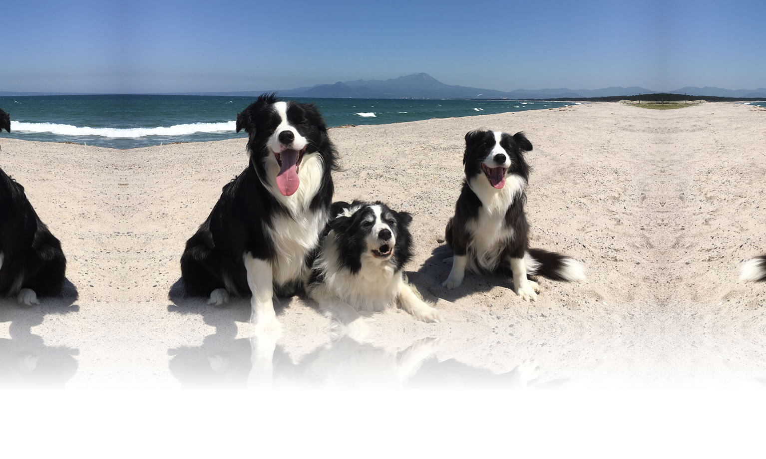 秋の愛犬との旅行 画像 3