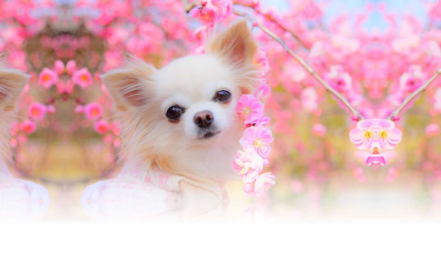 秋の愛犬との旅行 画像 3