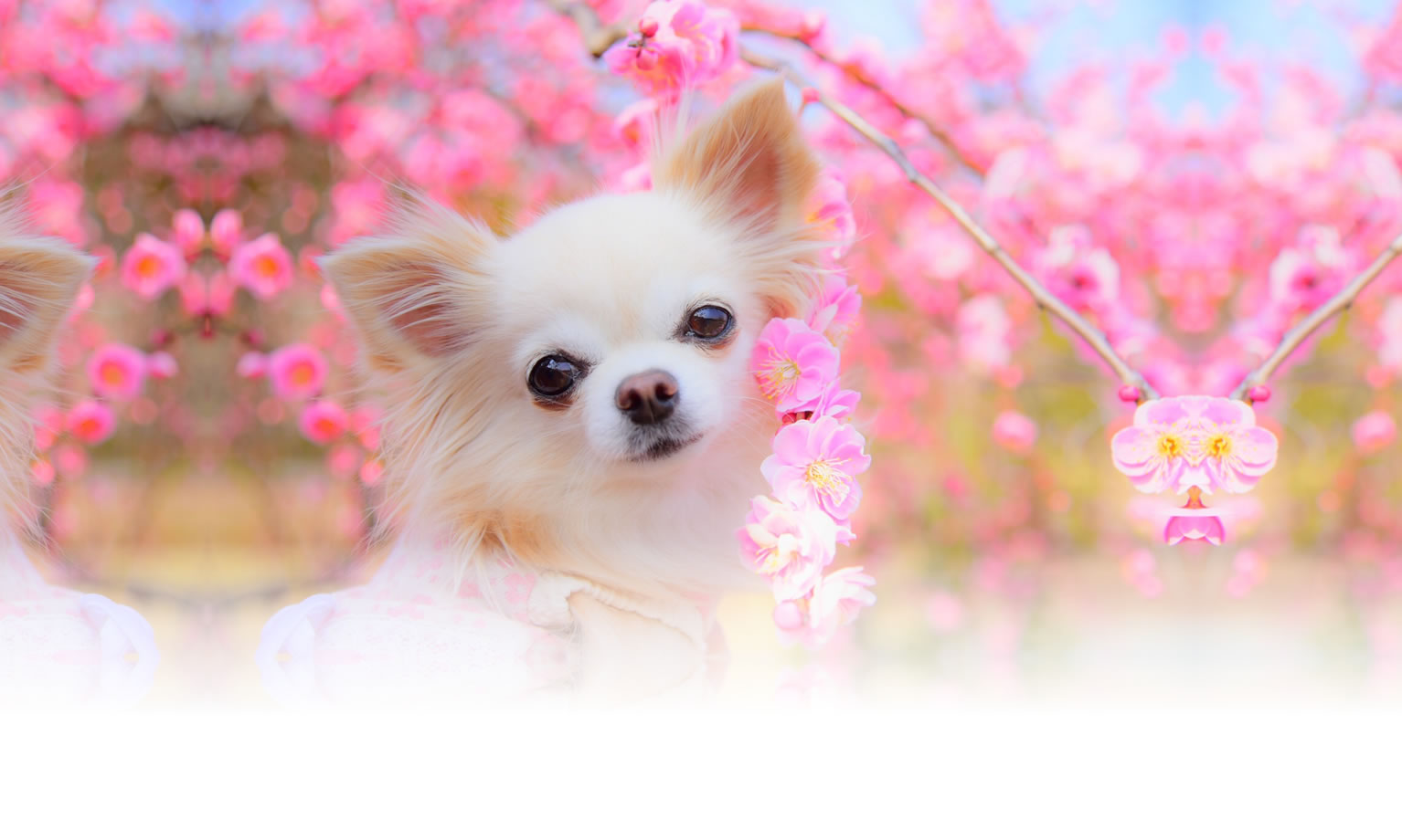 秋の愛犬との旅行 画像 3