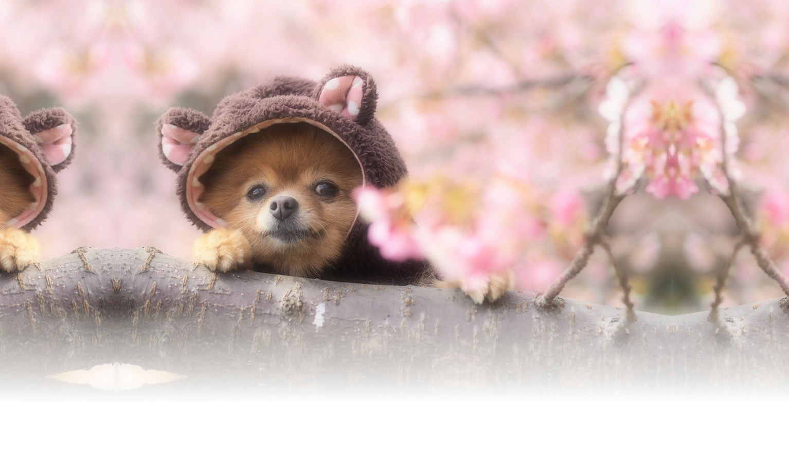 秋の愛犬との旅行 画像 3