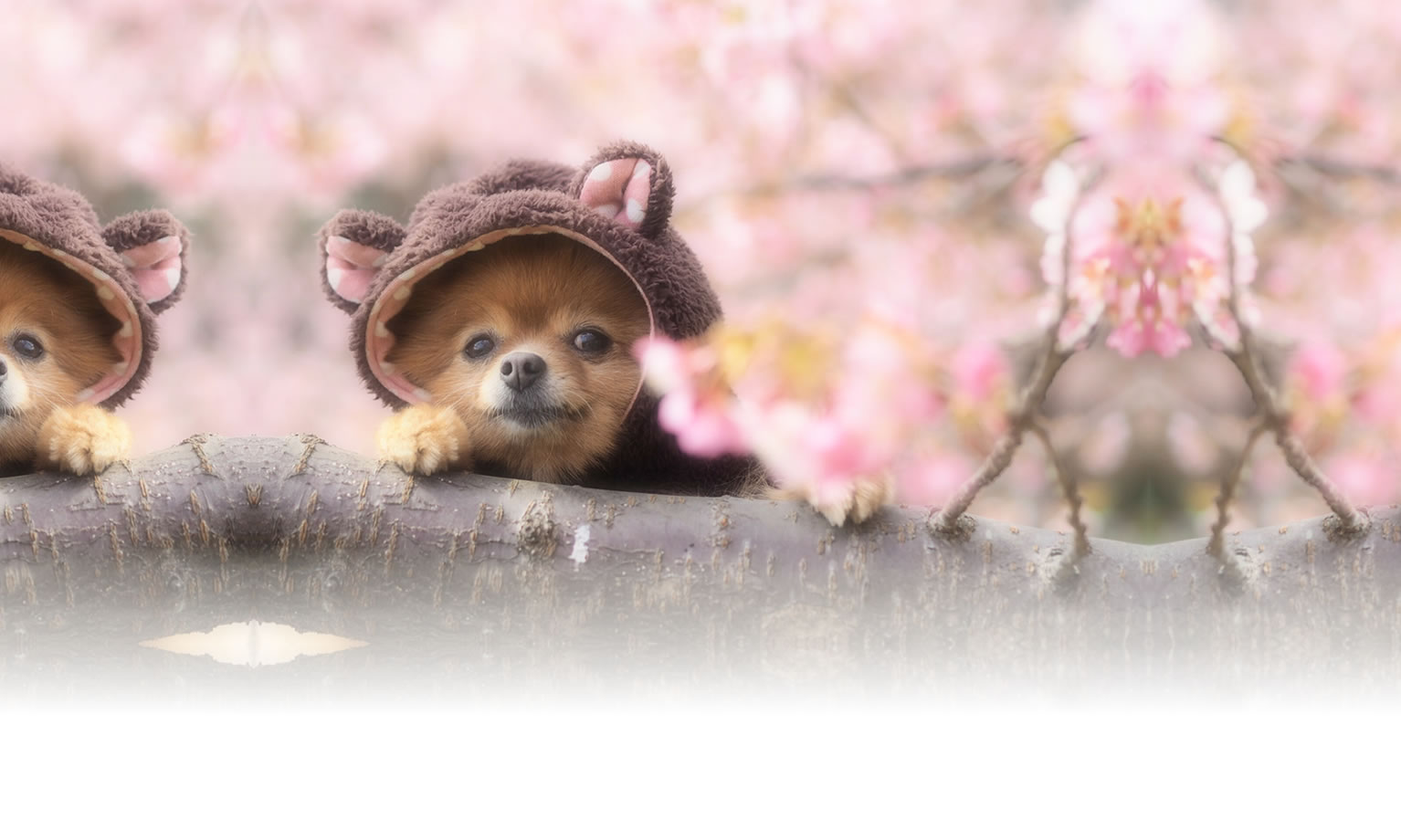 秋の愛犬との旅行 画像 3