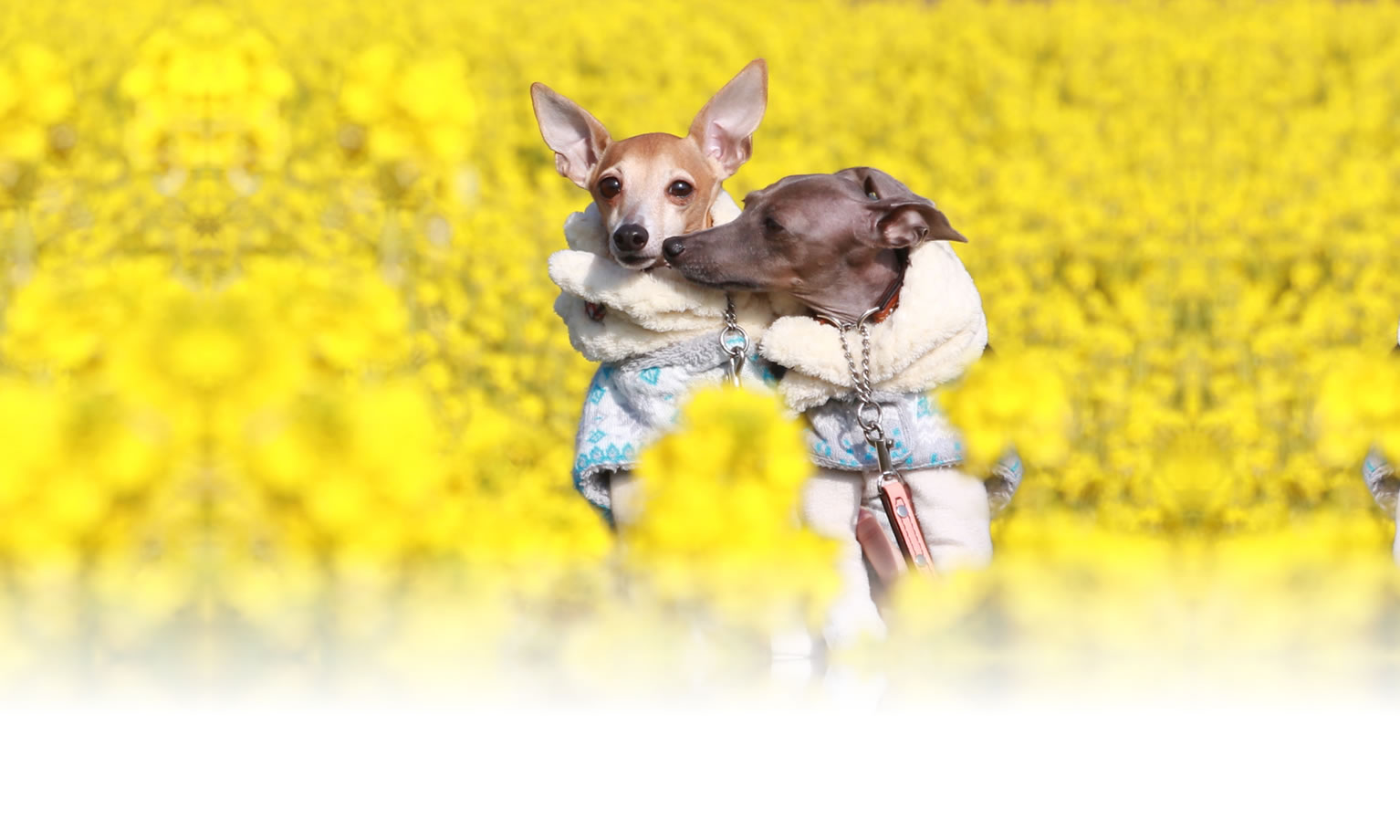 秋の愛犬との旅行 画像 3