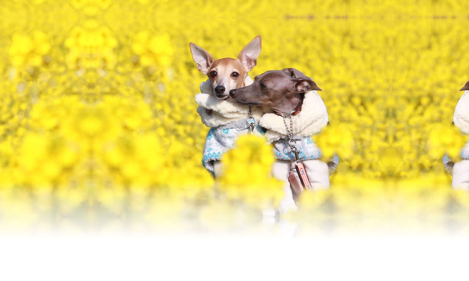 秋の愛犬との旅行 画像 3