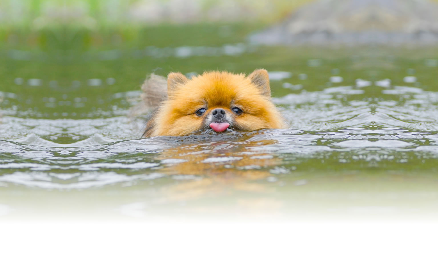 秋の愛犬との旅行 画像 3