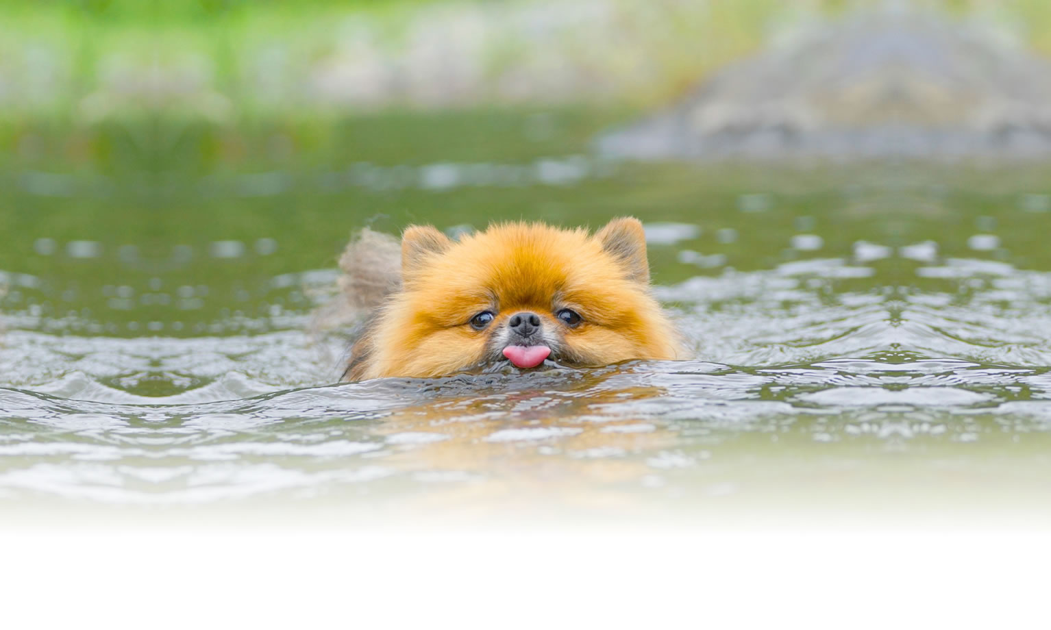 秋の愛犬との旅行 画像 3