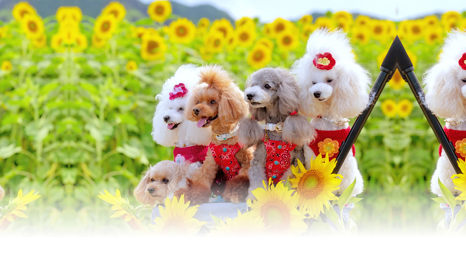 秋の愛犬との旅行 画像 3