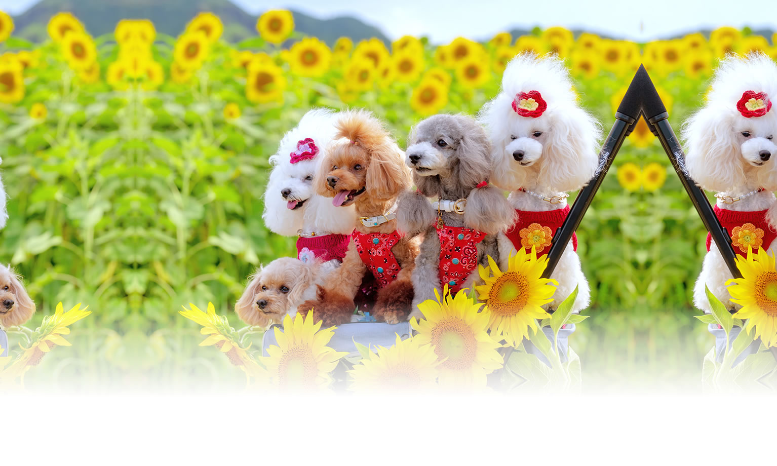 秋の愛犬との旅行 画像 3