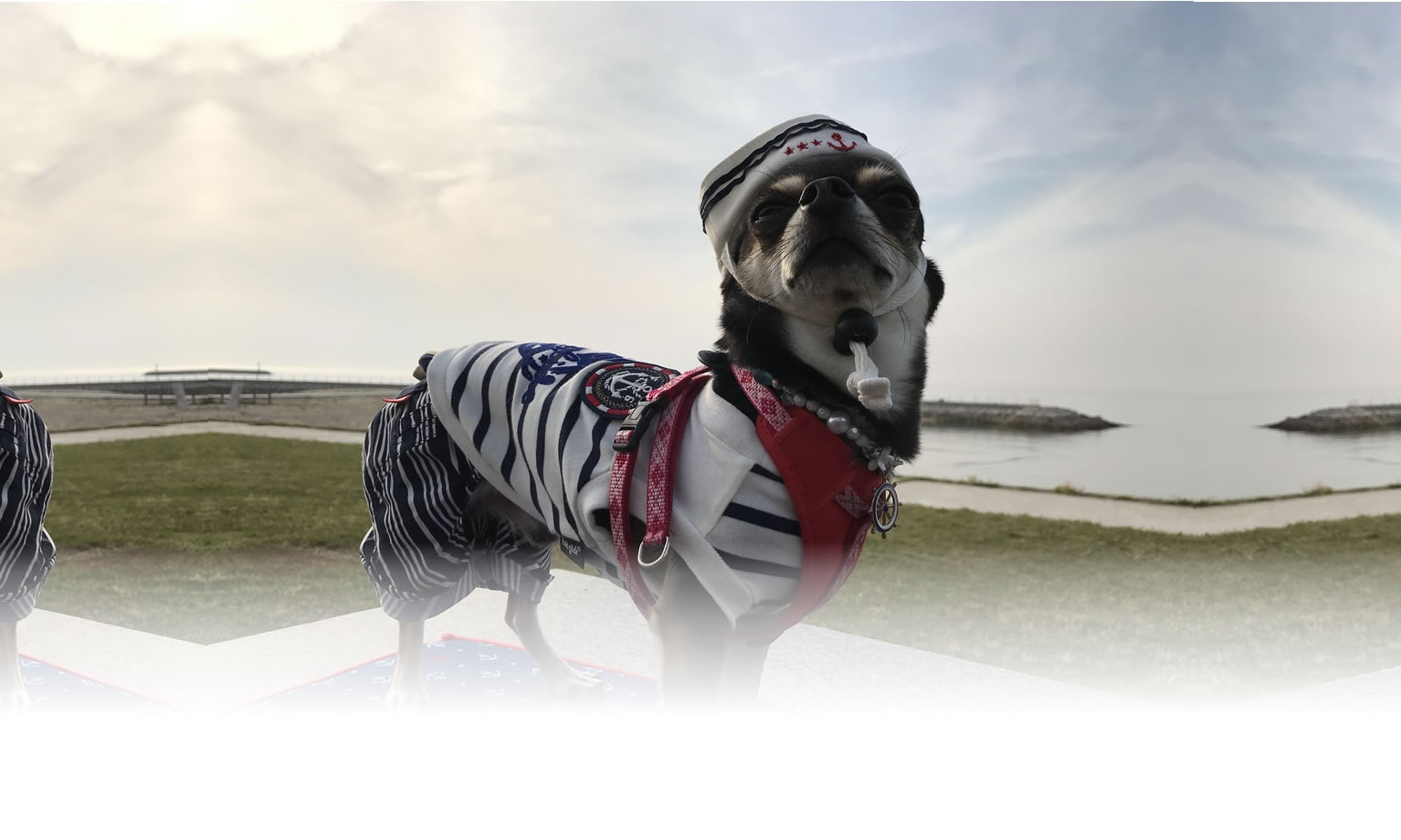 秋の愛犬との旅行 画像 3