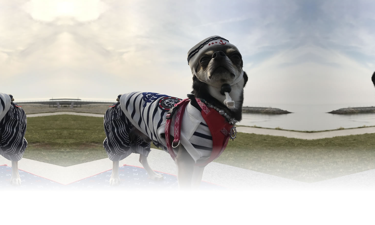 秋の愛犬との旅行 画像 3