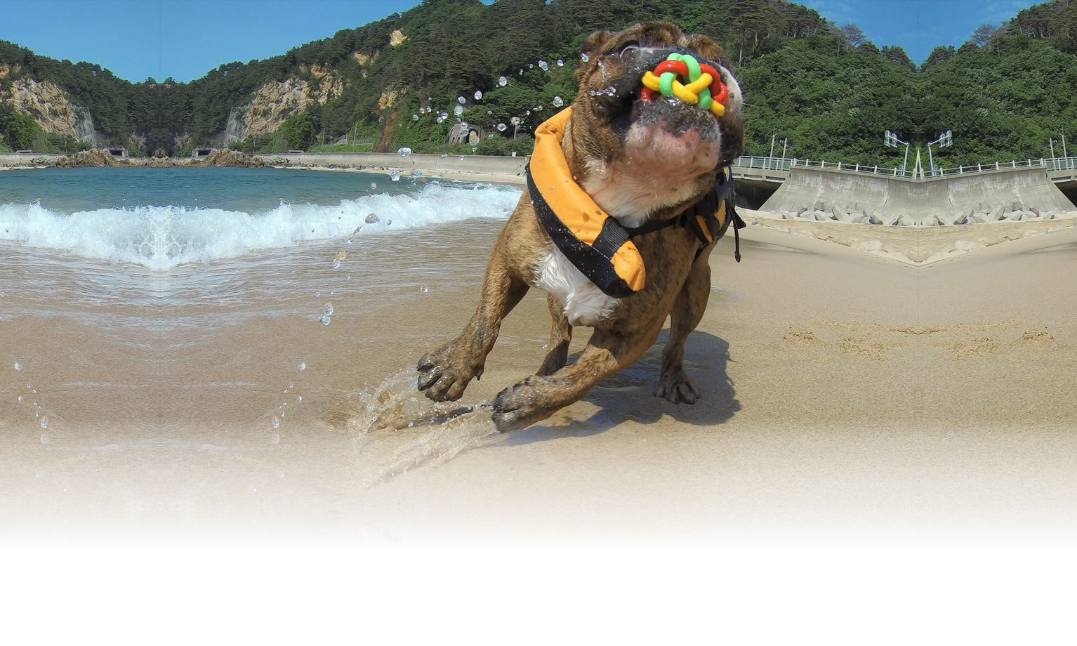 秋の愛犬との旅行 画像 3